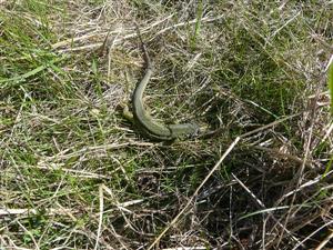 Rybník_Lacerta viridis_22.8.2013